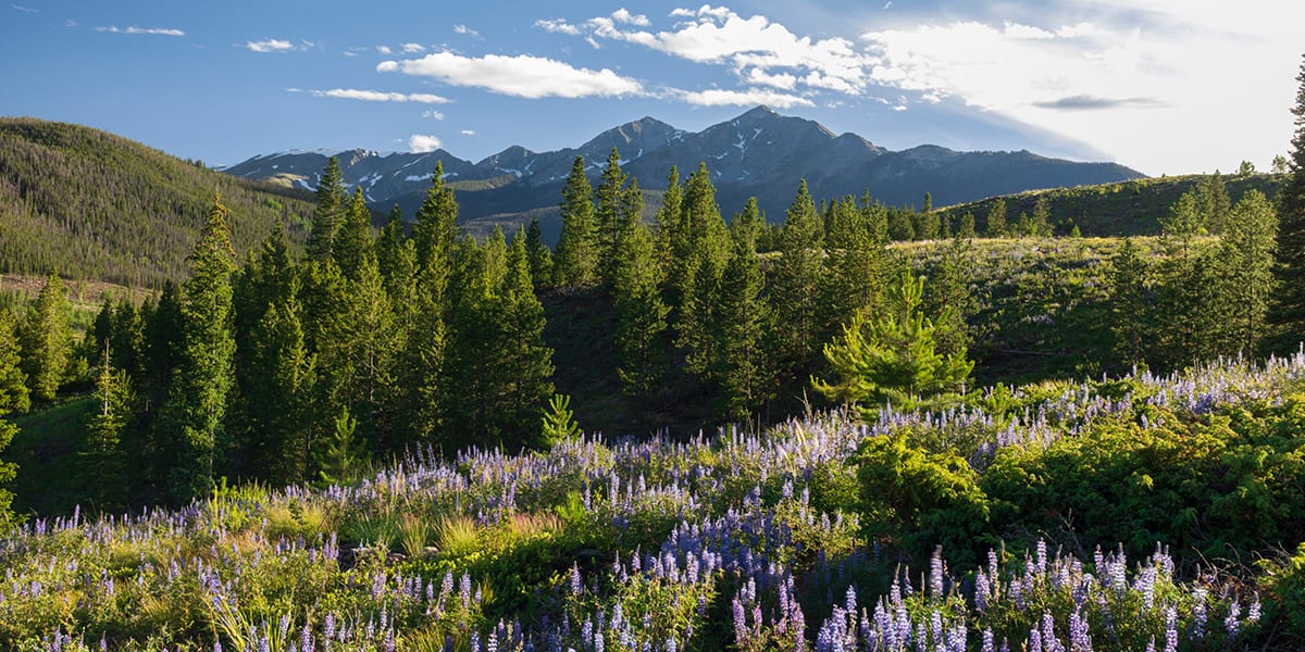 Flowers and Ten Mile Mountain Range