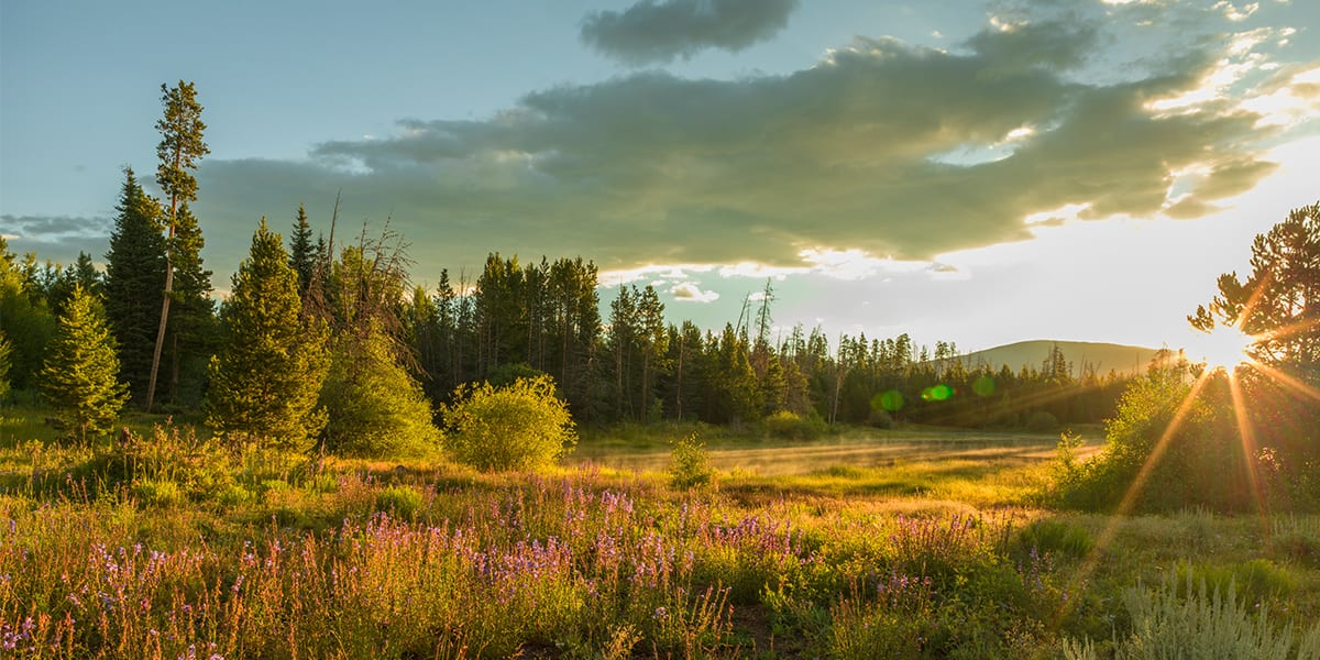 Flowers and sun in meadow in Frisco