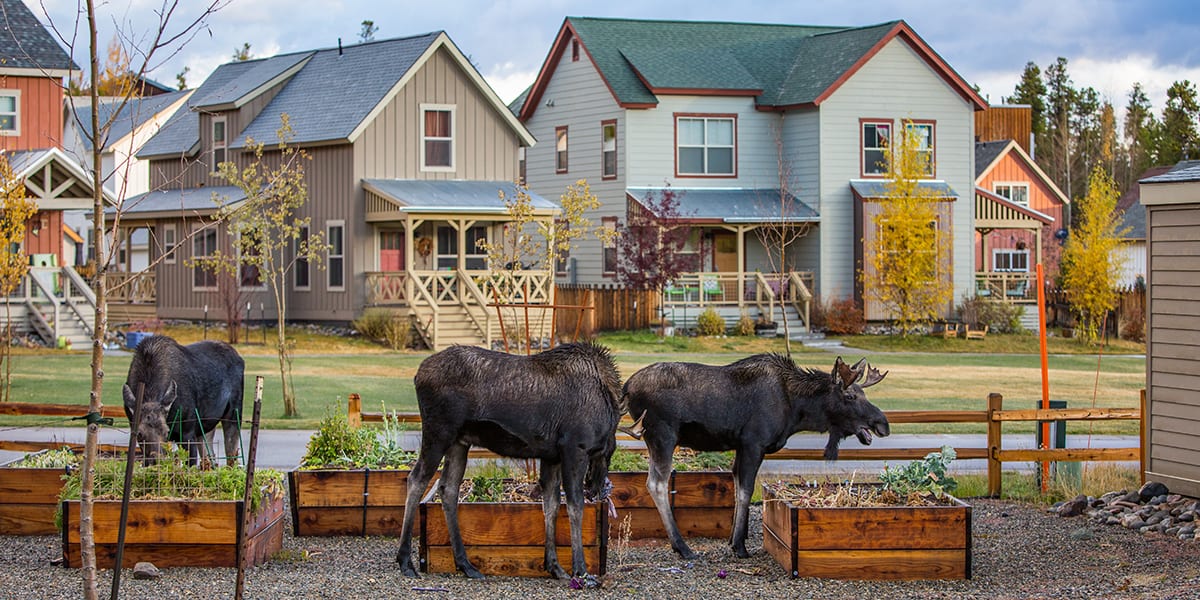 Peak One Neighborhood with moose eating out of the community garden