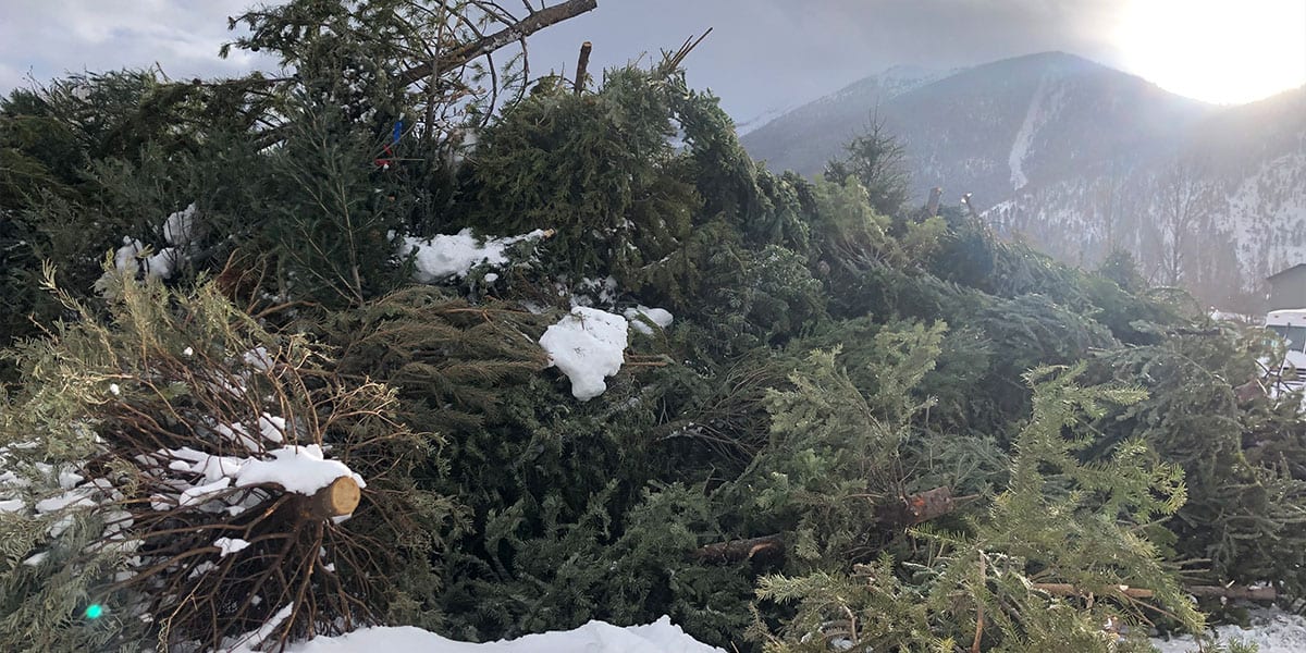 Frisco Christmas Tree Drop Off Frisco Town Government Frisco Christmas Tree Drop Off Frisco Town Government