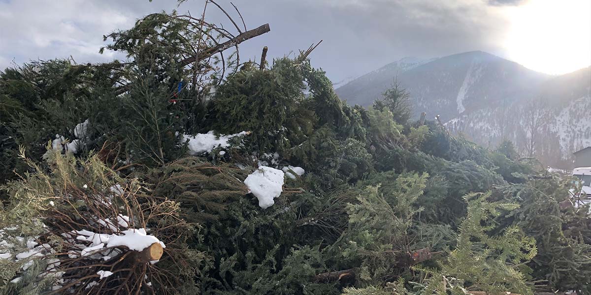 Pile of Christmas trees covered in snow.