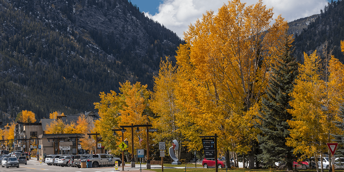 Yellow trees at Main Street and Triangle Park