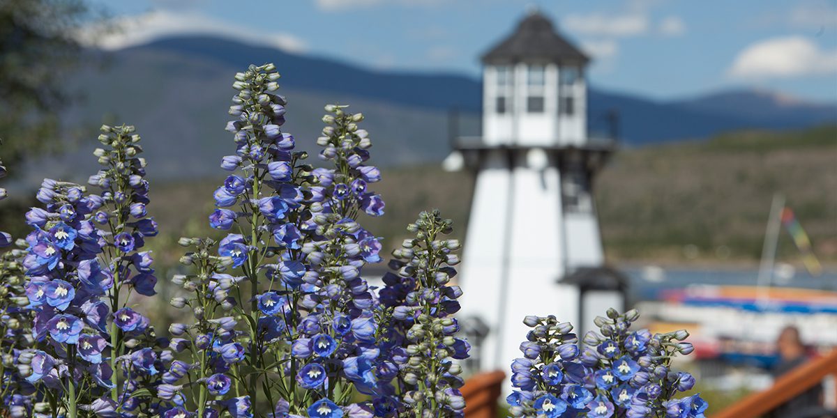 Lighthouse at Frisco Bay Marina with lupine flowers