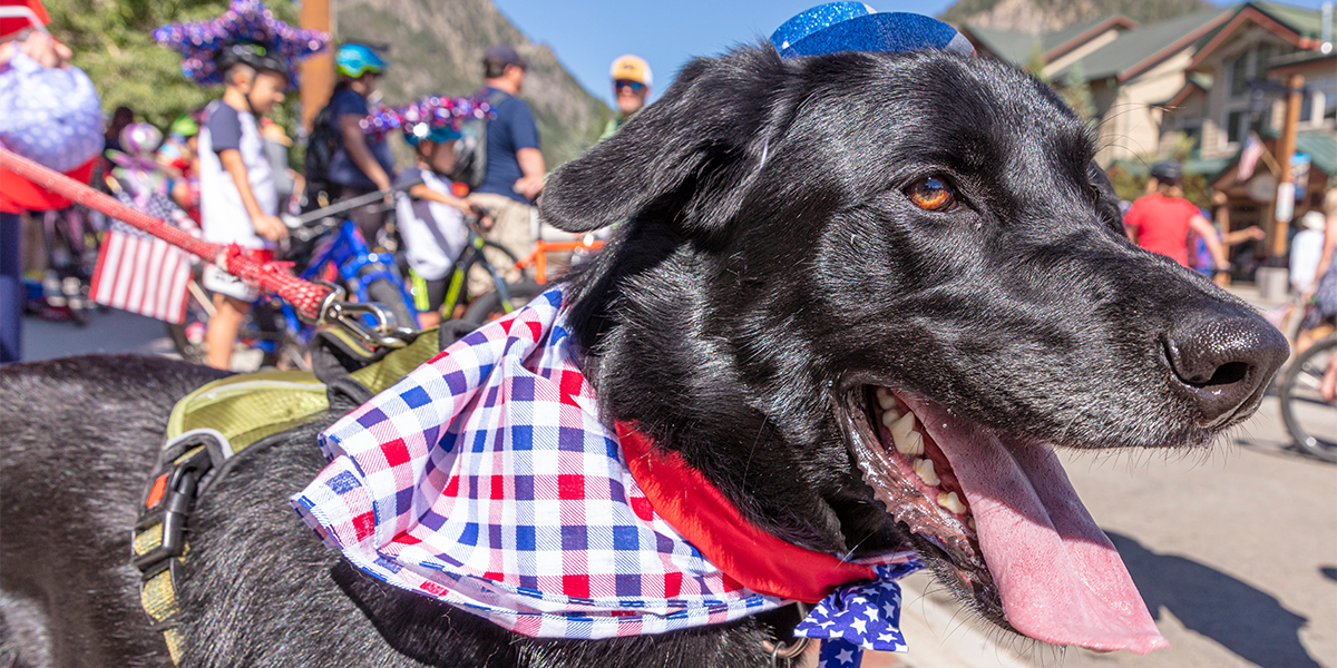 dog walking in the 4th of july parade