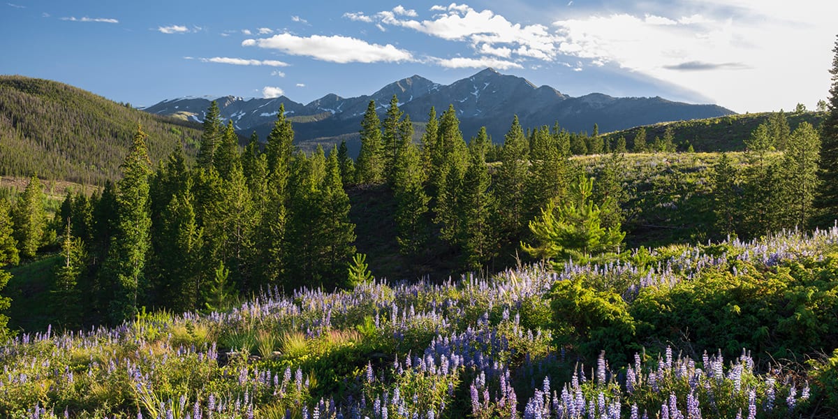 Flowers and Ten Mile Range