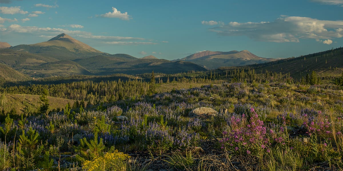 Purple and pink wildflowers grow in a meadow overlooking mountains near Frisco