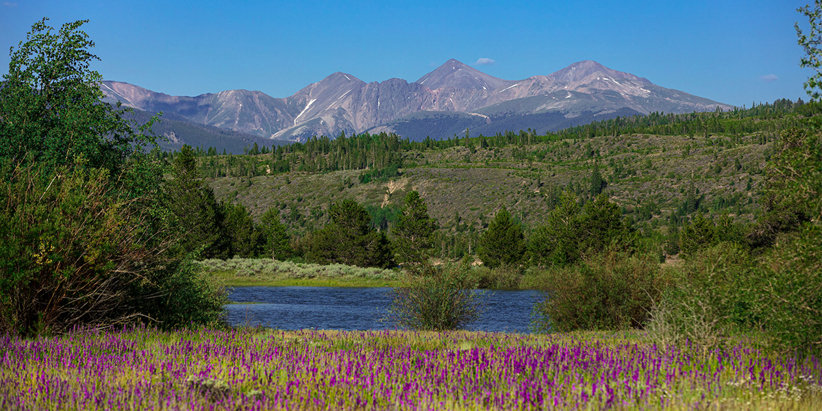 Dillon Reservoir with purple flowers and Grays and Torreys mountains in the background