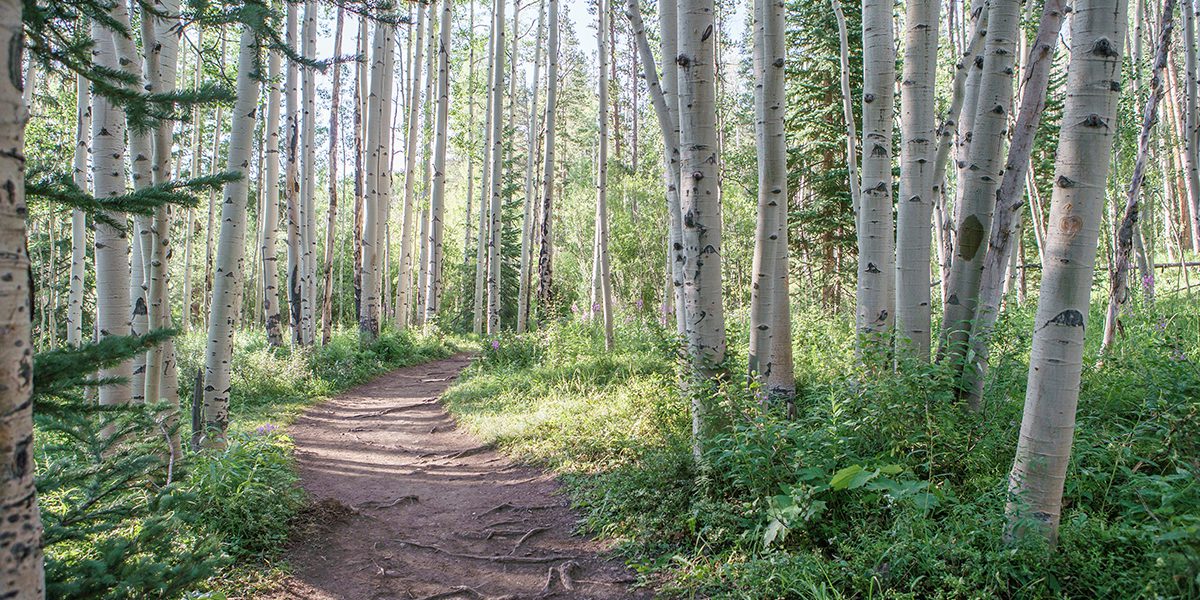 Rainbow Lake Trail with aspen trees