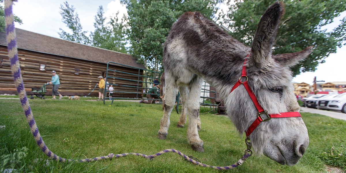 Burro at the Frisco Historic Park & Museum during History Day