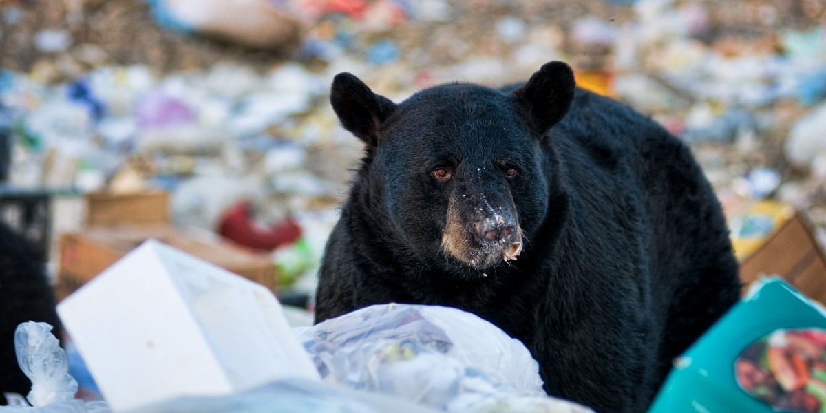 How to Bear-Proof Your Trash & Keep Our Wildlife Safe